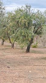 Terreno agricolo con varietà di oliveti