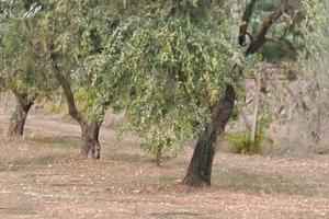 Terreno agricolo con varietà di oliveti
