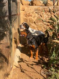 cani da caccia