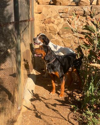cani da caccia