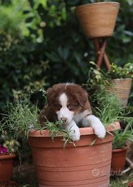 Cuccioli Pastore Australiano con Pedigree