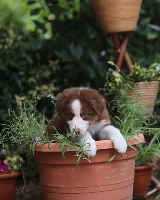 Cuccioli Pastore Australiano con Pedigree