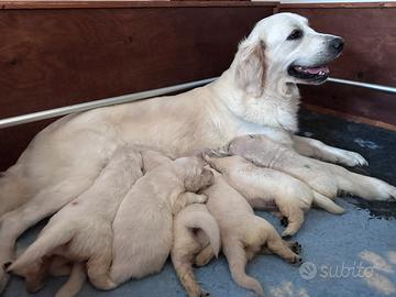 Cuccioli Golden Retriever