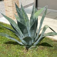 Agave xl da giardino