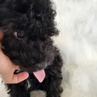 Cucciolo di Barboncino 3 mesi