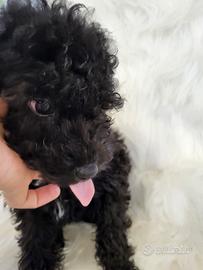 Cucciolo di Barboncino 3 mesi