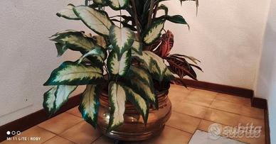 Vaso ottone con composizione piante