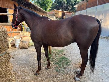 Cavallo