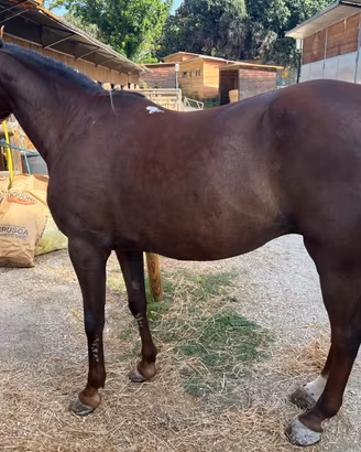 Cavallo