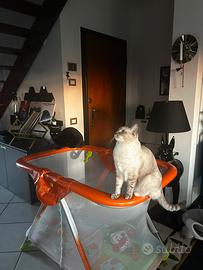 Box neonati