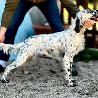 Setter inglese femmina già preparata