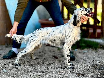 Setter inglese femmina già preparata