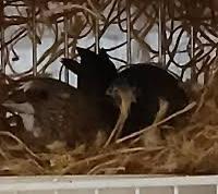 Passeri del giappone