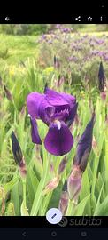 5 Rizomi di Iris Germanica