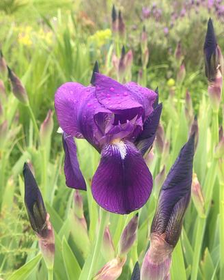 5 Rizomi di Iris Germanica