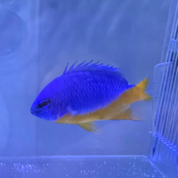 Chrysiptera hemicyanea acquario marino
