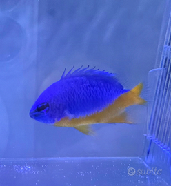 Chrysiptera hemicyanea acquario marino