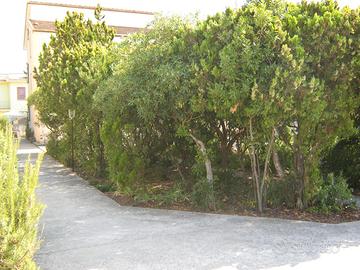 Paestum via Marittima