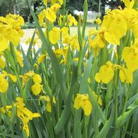 Iris giallo palustre