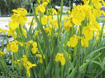 Iris giallo palustre