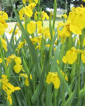 Iris giallo palustre