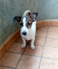 Cucciole di jack russell tricolore