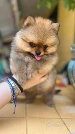 Spitz pomerania