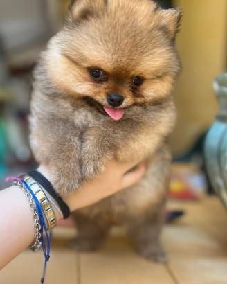 Spitz pomerania