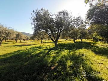 AAlghero ampio terreno agricolo
