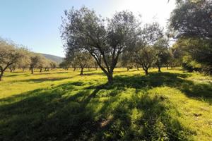 AAlghero ampio terreno agricolo