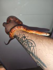 Serpente del grano