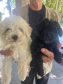 Barboncino bianco e nero