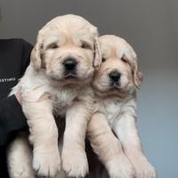 Cuccioli di Golden Retriever