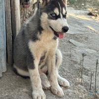 Cuccioli siberian Husky