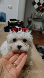 Maltese coreano americano mini toy