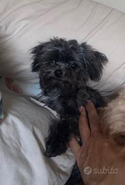 SHIHTZU TEACUP MASCHIO per monta