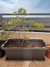 Pittosporum tobira