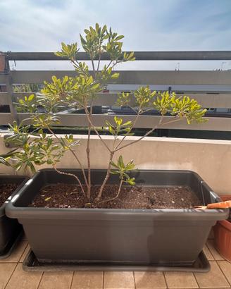 Pittosporum tobira