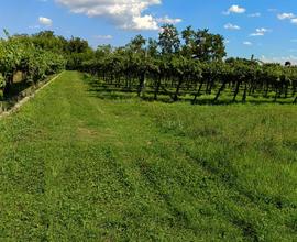 Terreno agricolo con vigneto