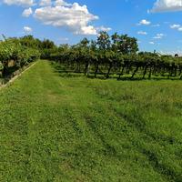 Terreno agricolo con vigneto