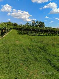 Terreno agricolo con vigneto