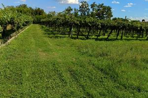 Terreno agricolo con vigneto