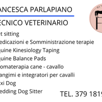 Tecnico veterinario