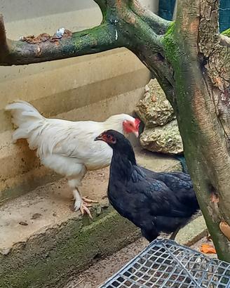 Coppia galline