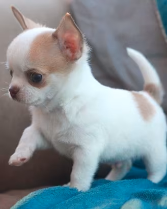 CHIHUAHUA TOY CUCCIOLI DISPONIBILI pag in 12 rate