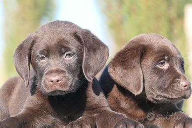 Cuccioli di Labrador Cioccolato con pedigree