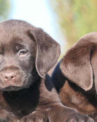 Cuccioli di Labrador Cioccolato con pedigree
