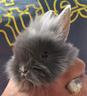 mini-lop-frizzy-lop-testa-di-leone-arieti
