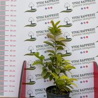 Lauroceraso pianta siepe