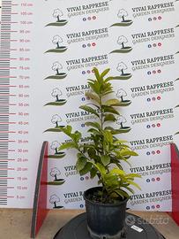 Lauroceraso pianta siepe